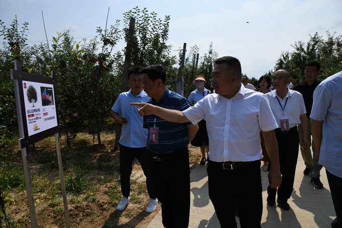 （二）美域高总经理薛云峰（中）向来宾介绍苹果树认养情况.JPG
