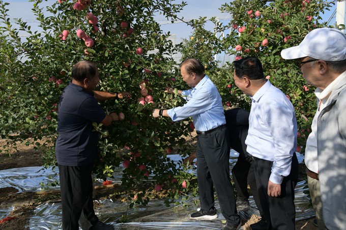 （三）李忙全在马文昌富硒果园查看苹果长势.JPG
