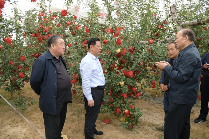 （四）李忙全在延川县杨家圪台镇善佛村富硒果园调研.JPG